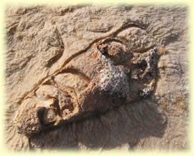 Fossil remains in limestone
