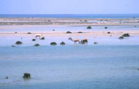 Typical shallows with mangroves. Note camels in this photo! 