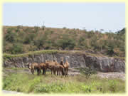 Camels graze in the hills above Salalah