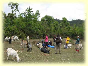 Overrun with goats